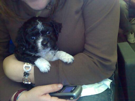 La piccola cucciola di pechinese