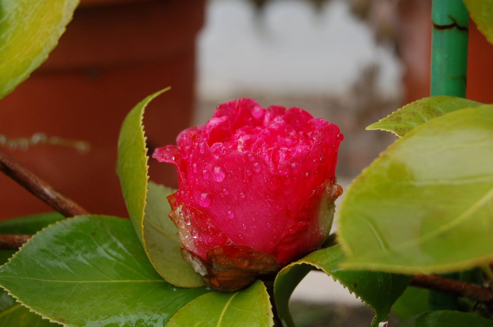 [DSC_0127.JPG]