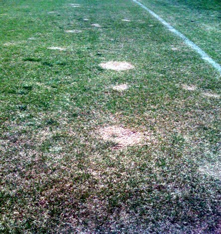 Dead Bermuda Grass