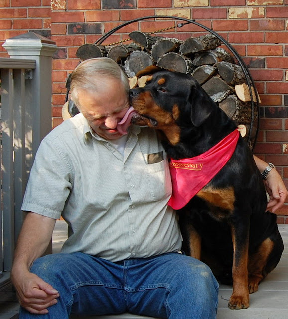 Living with Rottweilers Have you ever been kissed by an affectionate Rottweiler?
