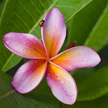 Frangipani with Ladybird