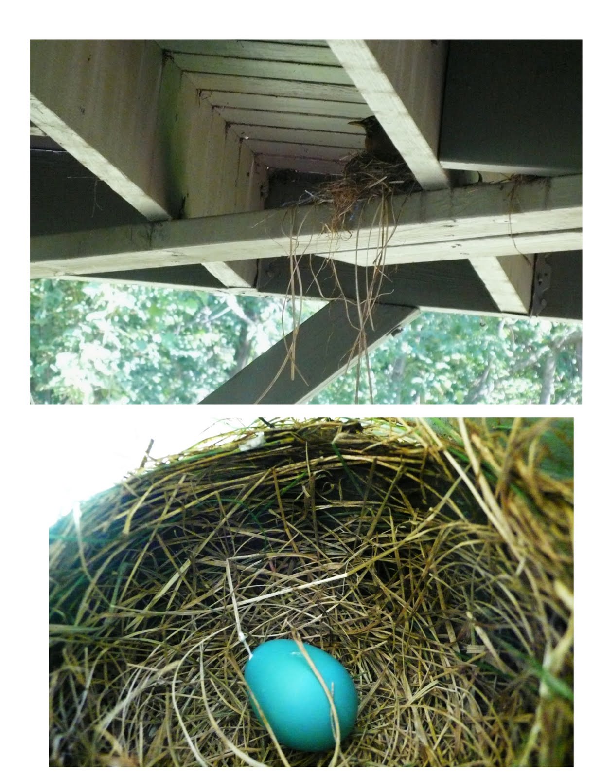 Hodgepodge from The Geranium Farm June 2010