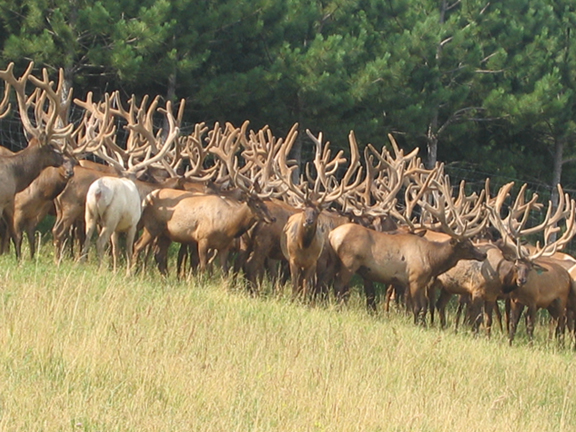 [elk3.jpg]