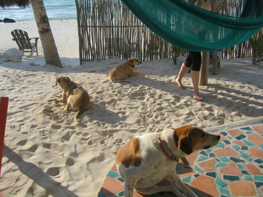 [mexicodogs.jpg]