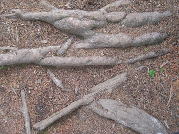 [roots2.jpg]