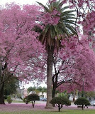 Lapachos Rosados