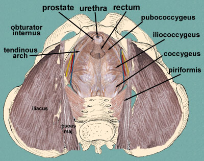 IC ACTION - Nurture Your Pelvis: Pelvic Floor 101 Class 3 - Pelvic