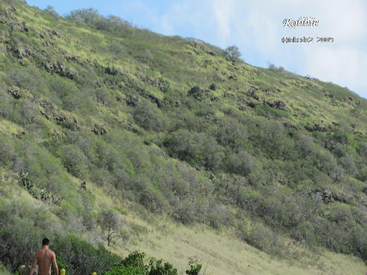 [WHALE+WATCH+PIC+2.jpg]