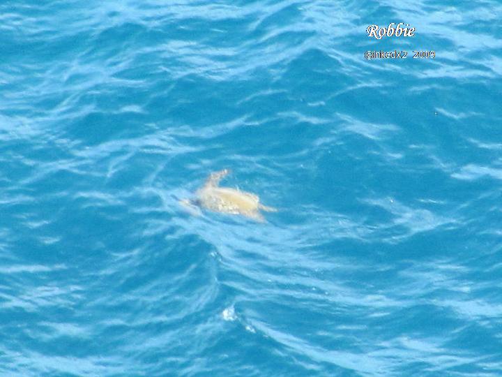 [TURTLE+PIC+1.jpg]