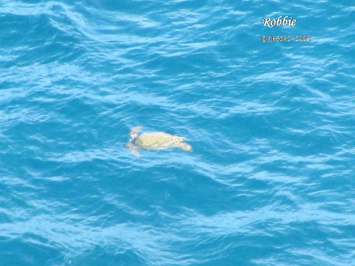 [TURTLE+PIC+2.jpg]