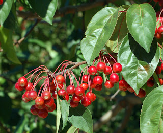 The fruit of a crabapple tree. The photo was taken from http://rainbowssunshine.blogspot.com/2007/04/edible-berries-of-northern-canada.html