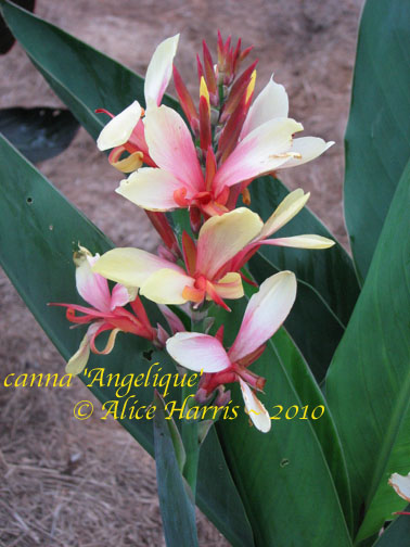 Karchesky Canna~Canna Blog: March 2010