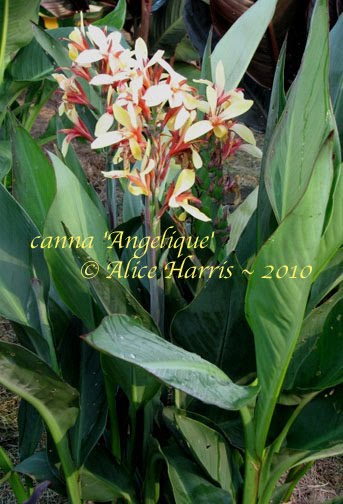 Karchesky Canna~Canna Blog: March 2010