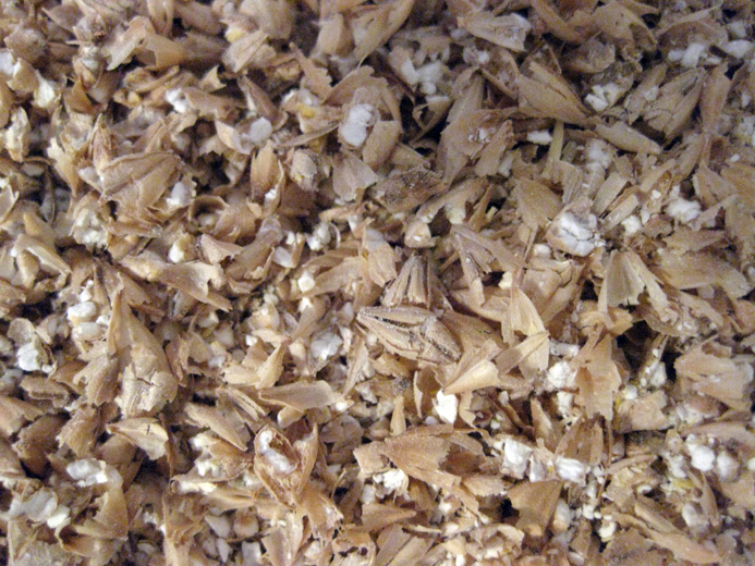 How To Homebrew AllGrain Beer The Mad Fermentationist