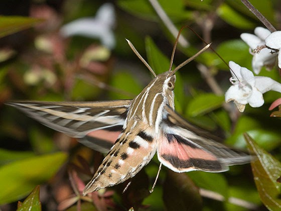 Restoring The Landscape With Native Plants: White Lined Sphinx Moth and  Native Foodplants