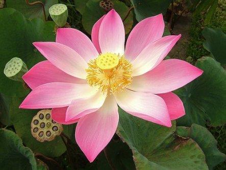 Sacred Peyote Flower