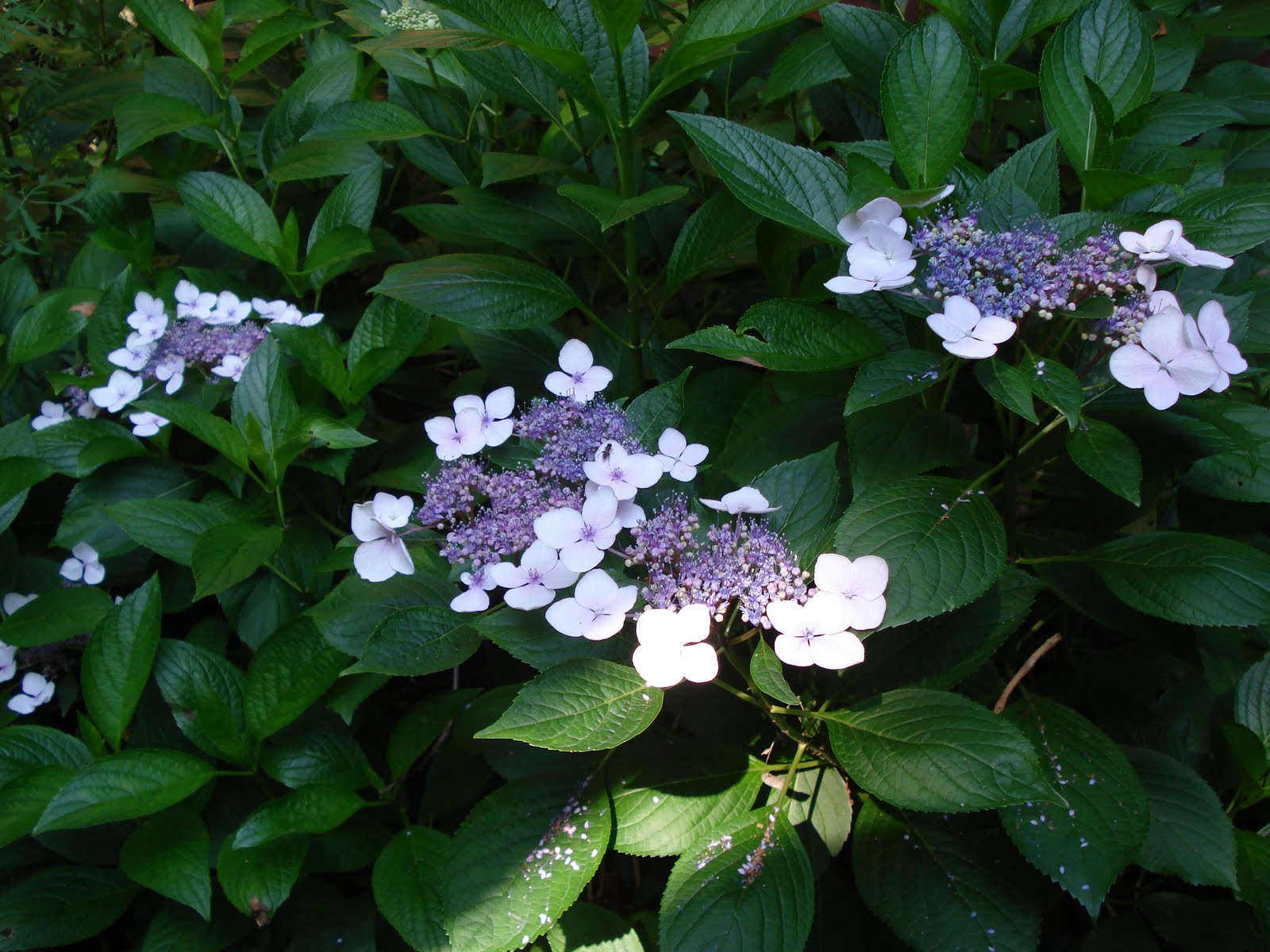 Vickery Gardens Variegated Lacecap Hydrangea