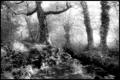 ... quand la forêt étend son voile d'ombre ... quand la forêt étend son voile d'ombre ...