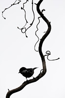 mésange branchée visant votre crâne mésange branchée