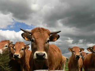 aubrac vache blonde