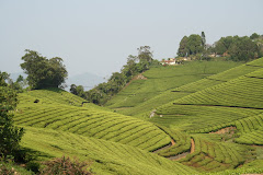 Tea Plantations in the Nilgiris