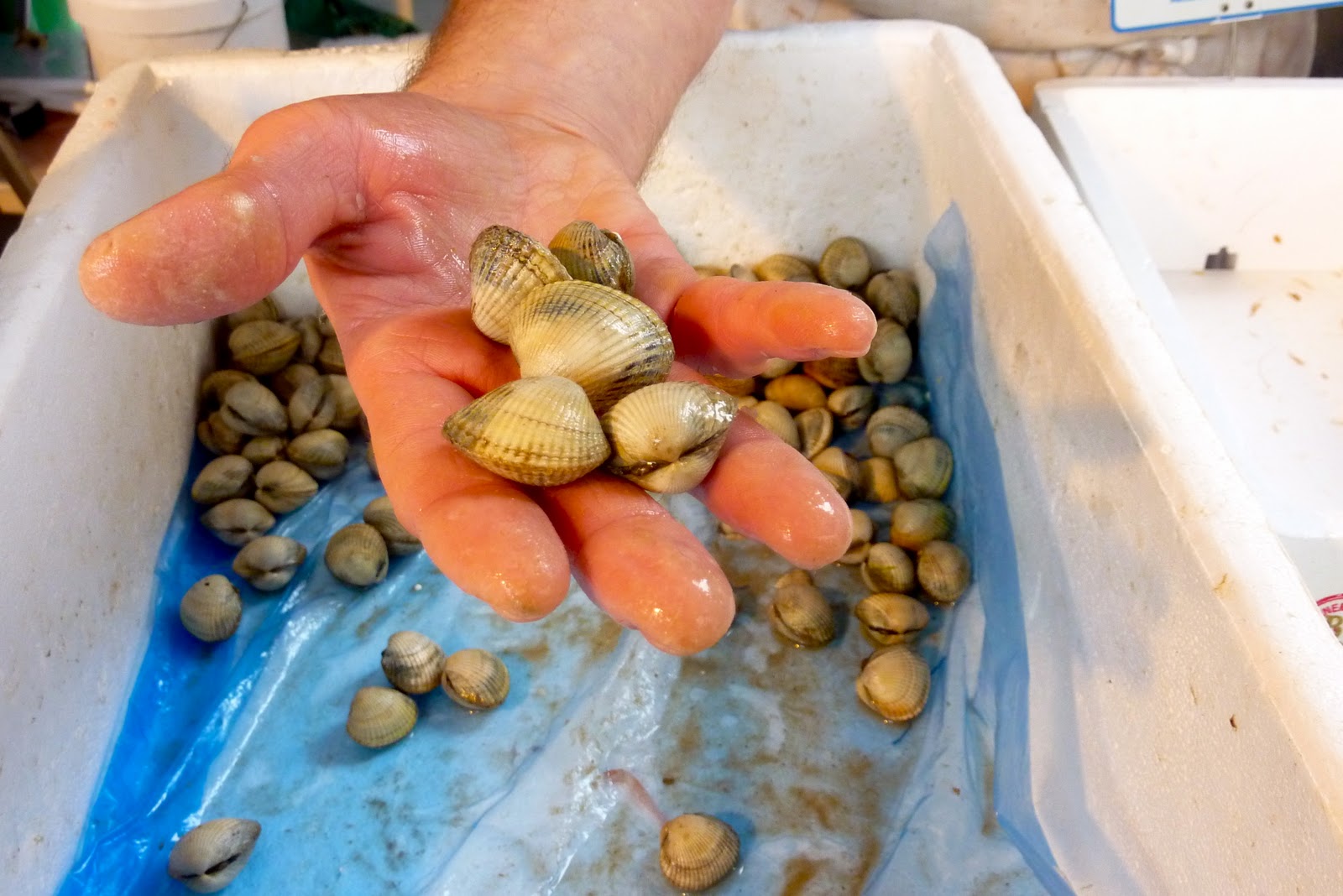 Live Cockles, a great substitute for clams