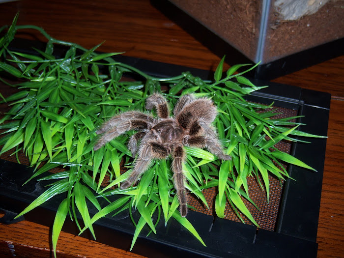 my pet rose hair tarantula