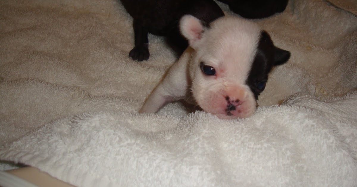 French Bulldog Weekly 3 Weeks Old
