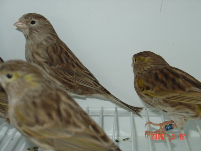 [FEMEAS+marÃ§o+2009+052.jpg]