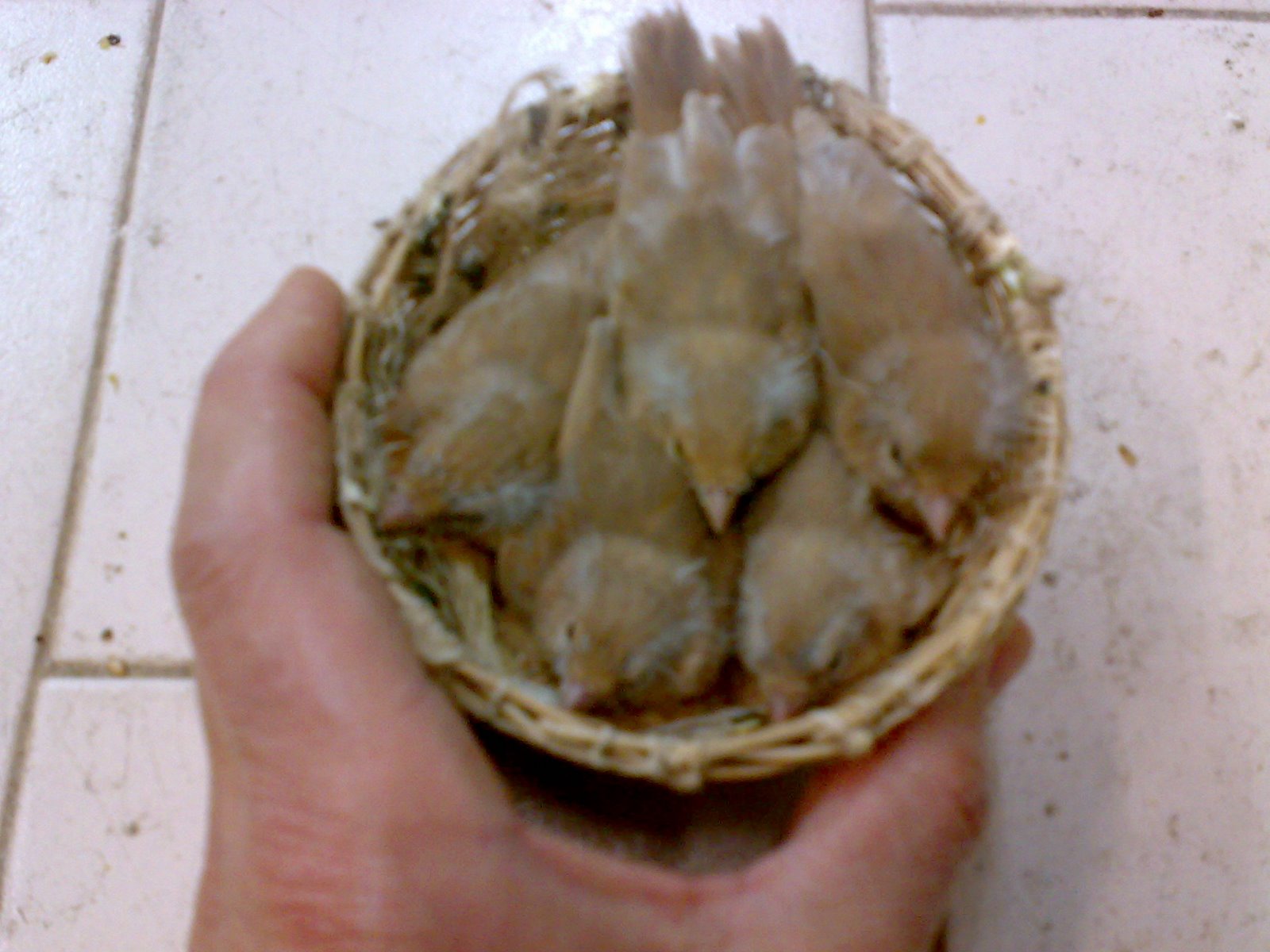 [CANARIOS+NO+NINHO+2º2009+042.jpg]