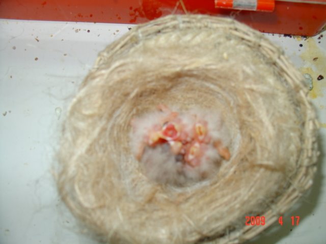 [FOTO+CANARIOS+COM+10+DIAS+040.jpg]