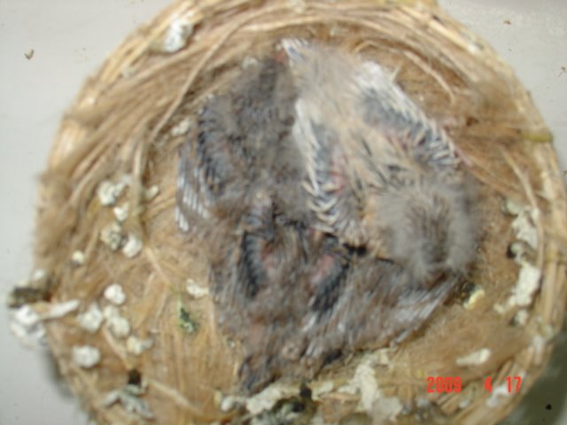 [FOTO+CANARIOS+COM+10+DIAS+034.jpg]