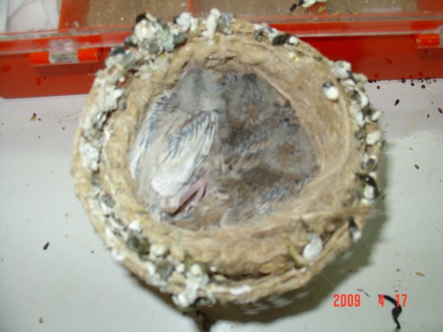 [FOTO+CANARIOS+COM+10+DIAS+079.jpg]