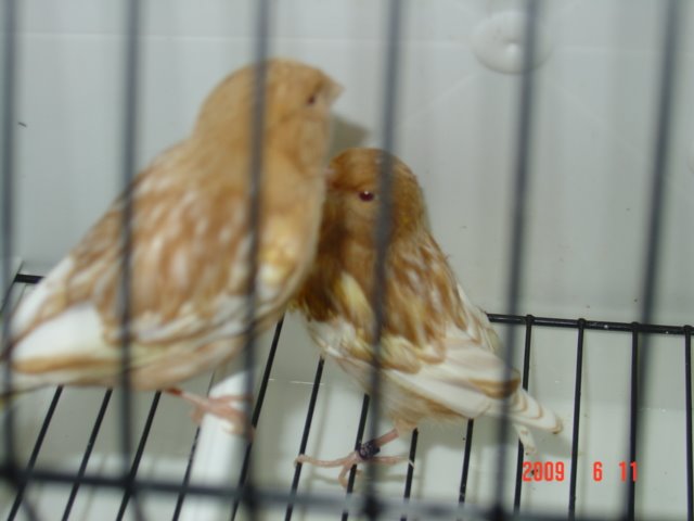 [DSC05675.JPG]