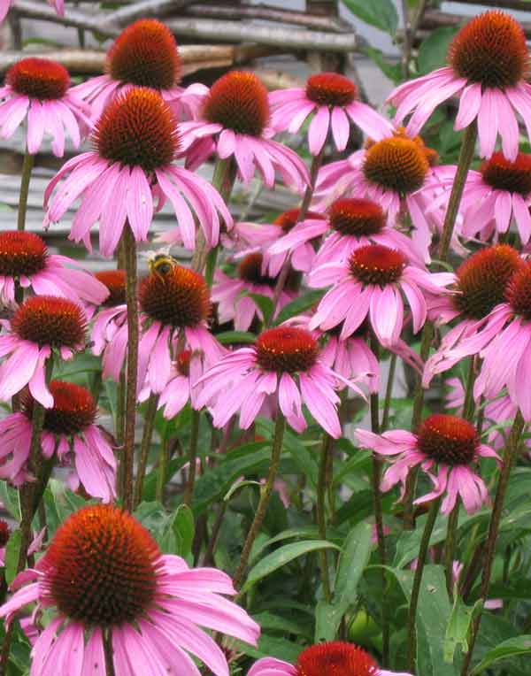 [echinacea-+3.jpg]