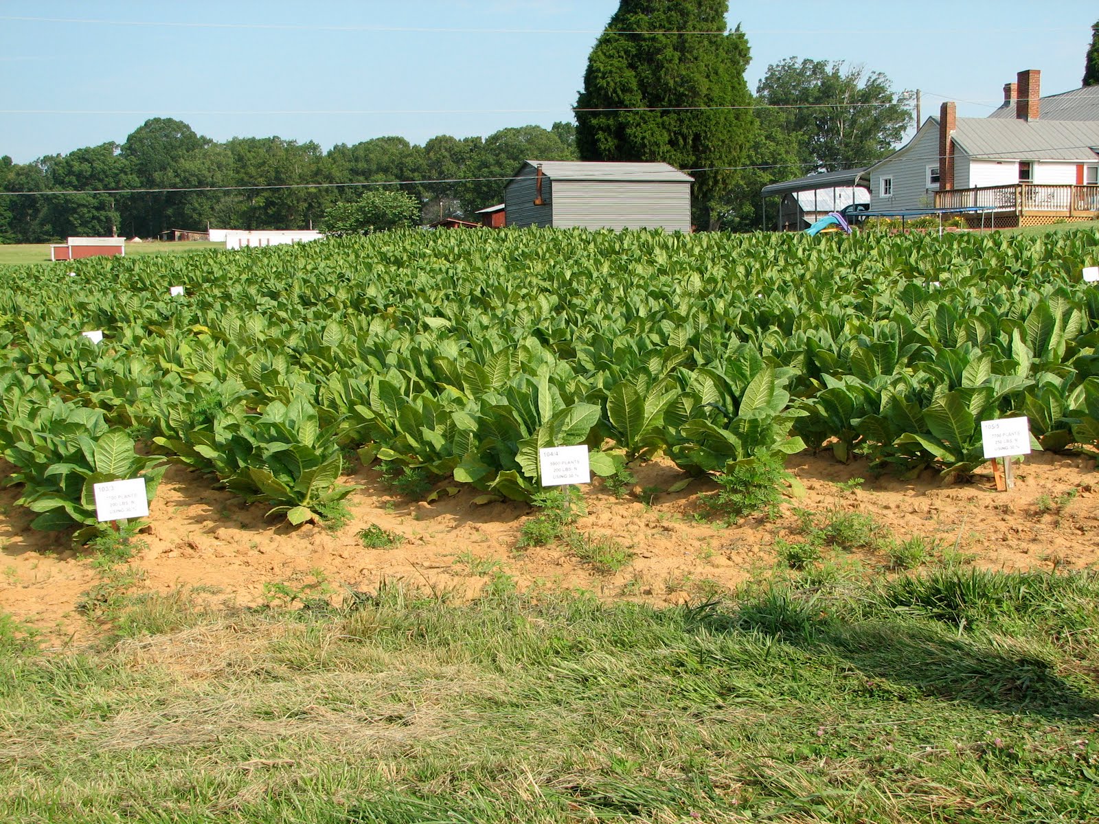 Tobacco North Carolina