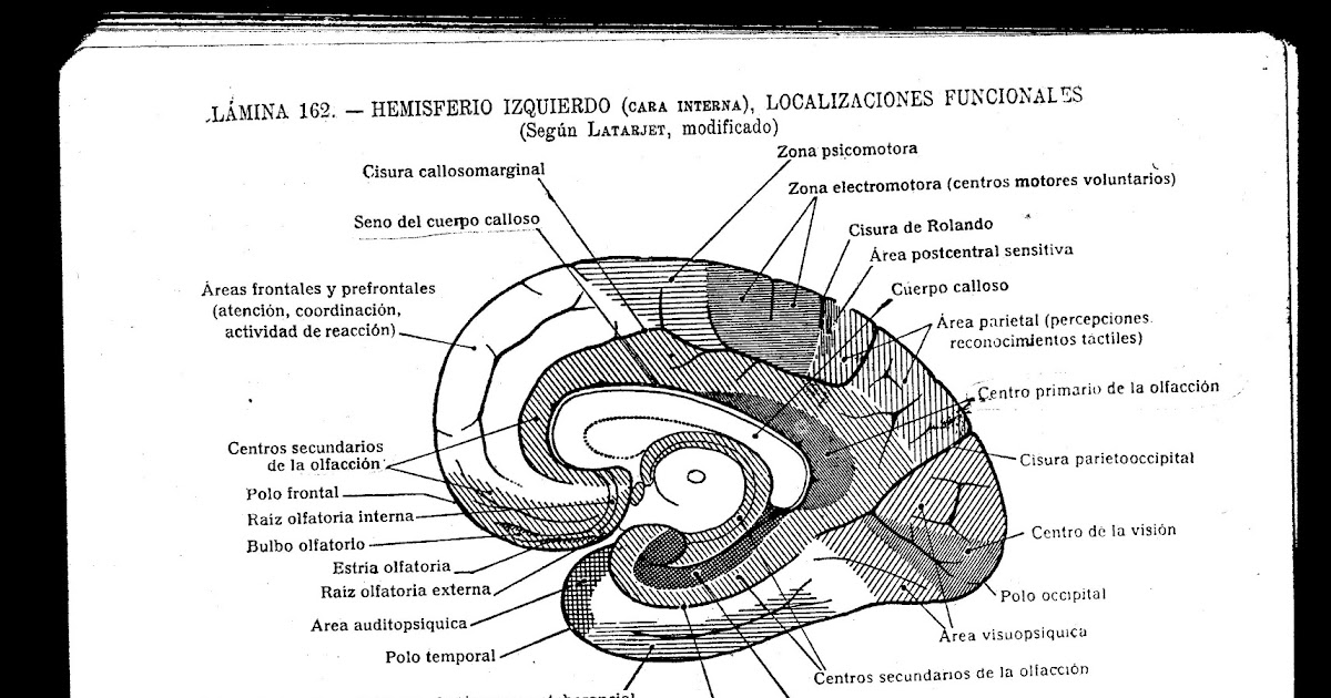 cod n desastre una parte del cerebro la am gdala puede estar cod n desastre una parte del cerebro la am gdala puede estar