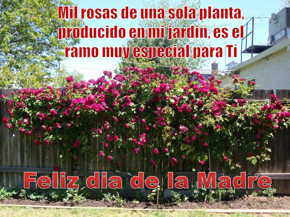 http://3.bp.blogspot.com/_7XvOhY08ynA/S-dMXE1JiSI/AAAAAAAAAY8/Or9ty7UgsXo/s1600/Feliz+Dia+Mam%C3%A1.jpg