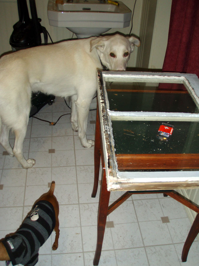 [window+putty+mutts.jpg]