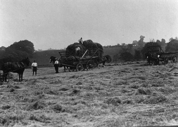 Hay was needed in the winter to feed the horses.