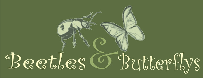 Beetles & Butterflys