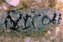 My Name On A Rock