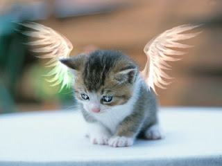 Angel pictures kitty I Can