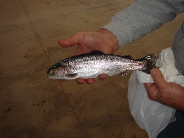 [Fish.jpg]