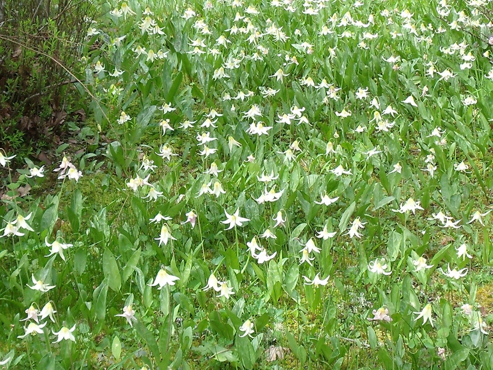 Waxing and Waning The Cousin Connection Botanical Specimens Lambs