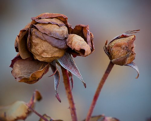 [Dead+rose.bmp]
