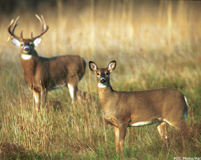 angry deer sounds angry deer sounds