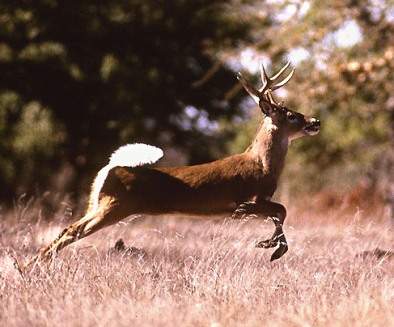 Whitetail Deer Wallpaper. Nature and whitetail deer