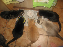 Dinner time