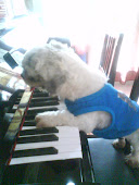 我的小狗会弹钢琴哦